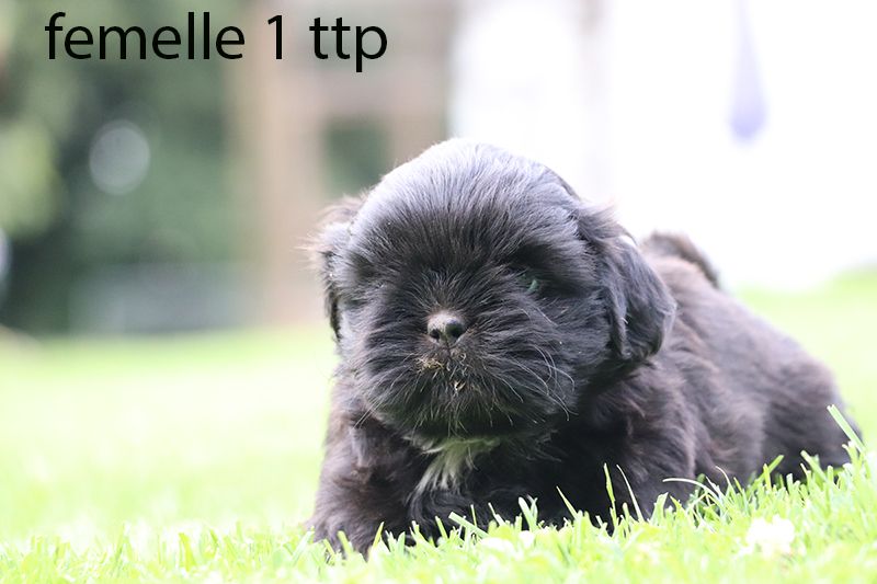 De la butte de Goliath - Chiot disponible  - Shih Tzu