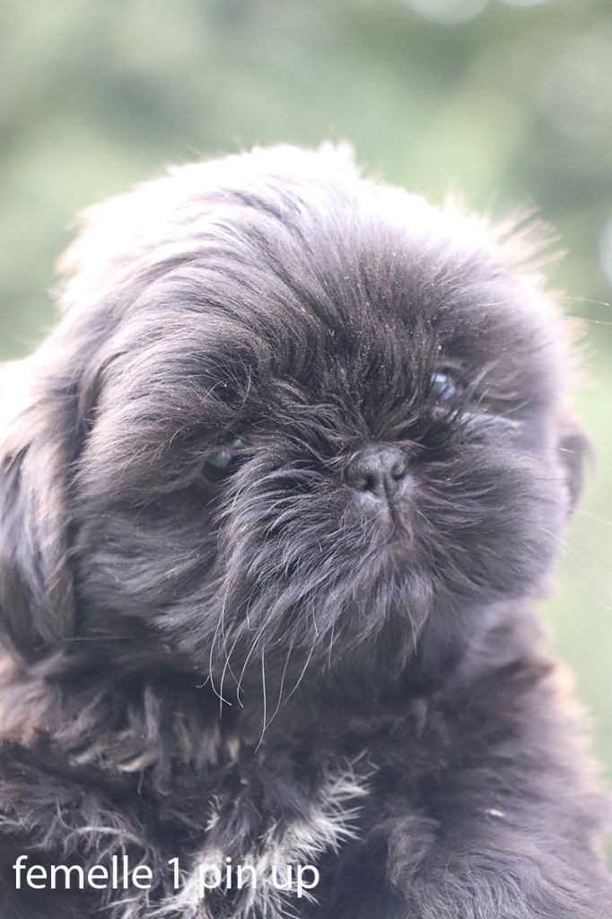 De la butte de Goliath - Chiot disponible  - Shih Tzu