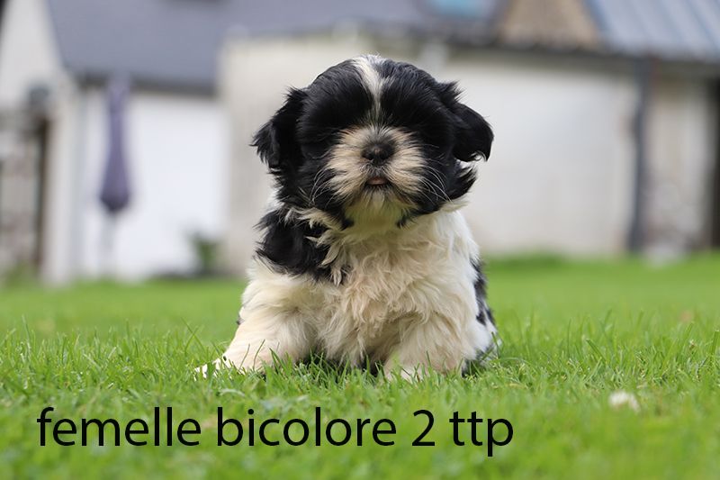 De la butte de Goliath - Chiot disponible  - Shih Tzu