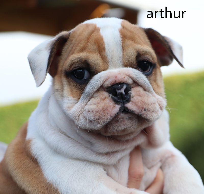 De la butte de Goliath - Chiot disponible  - Bulldog Anglais