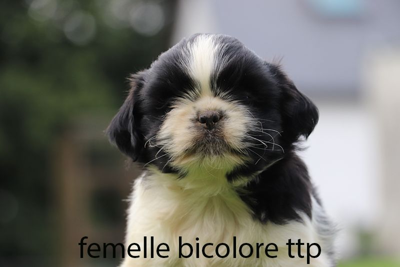 De la butte de Goliath - Chiot disponible  - Shih Tzu