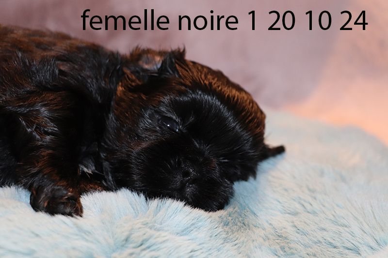 De la butte de Goliath - Chiot disponible  - Shih Tzu