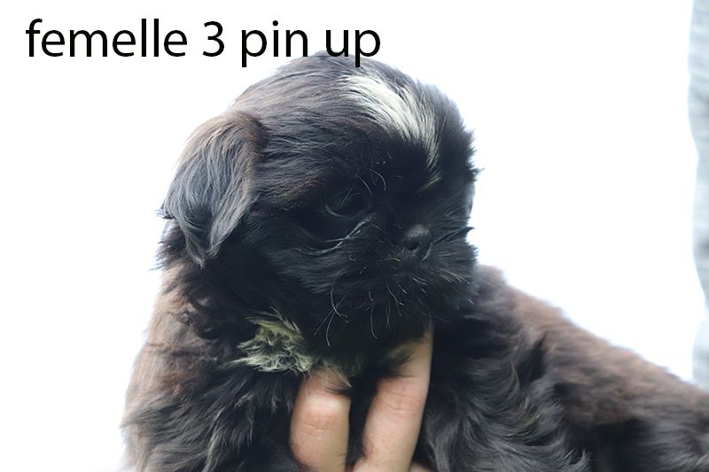 De la butte de Goliath - Chiot disponible  - Shih Tzu