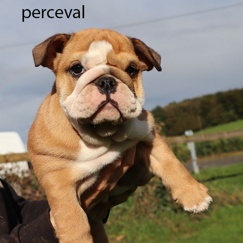 PERCEVAL