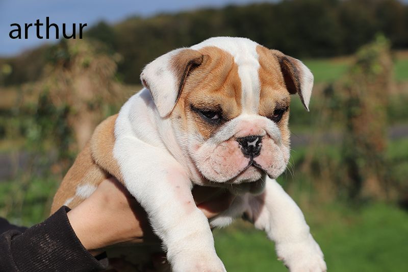 chiot Bulldog Anglais De la butte de Goliath