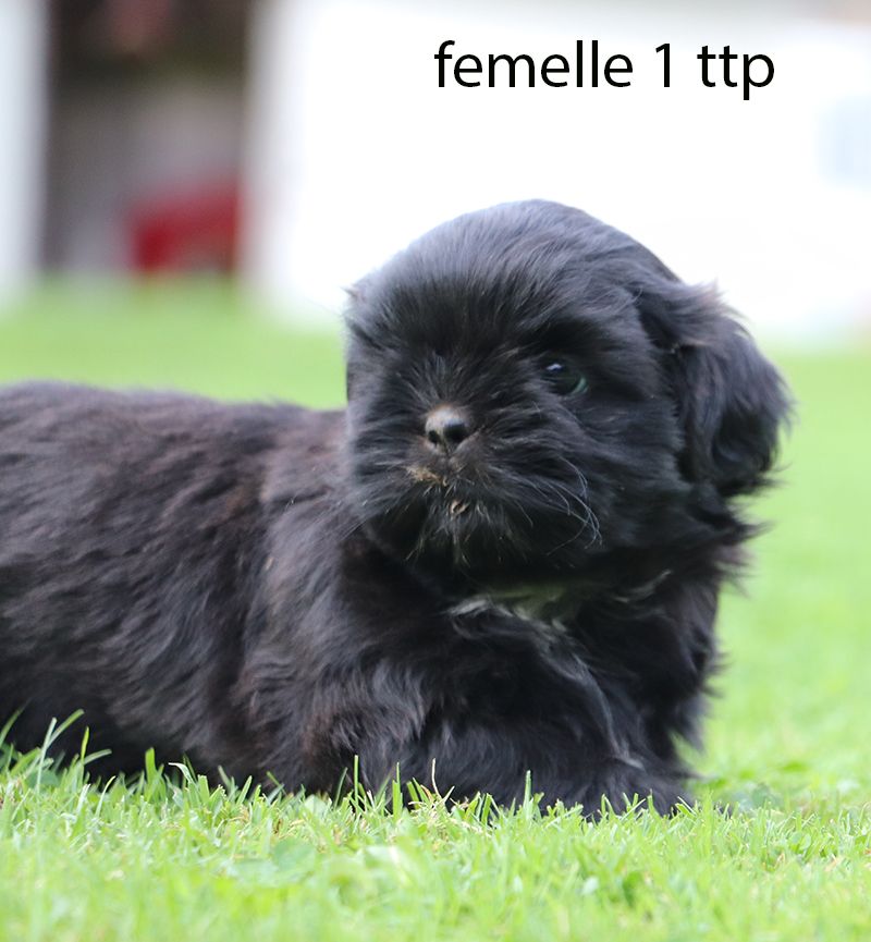 chiot Shih Tzu De la butte de Goliath