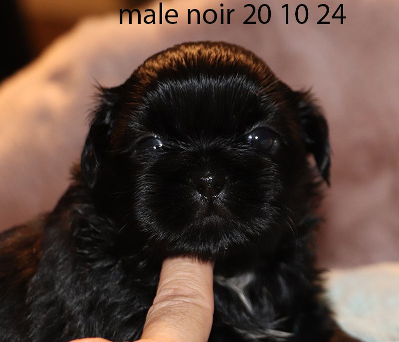 De la butte de Goliath - Chiot disponible  - Shih Tzu