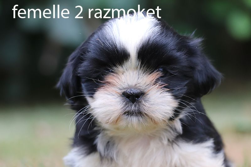 De la butte de Goliath - Chiot disponible  - Shih Tzu