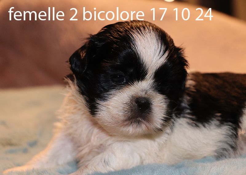 De la butte de Goliath - Chiot disponible  - Shih Tzu