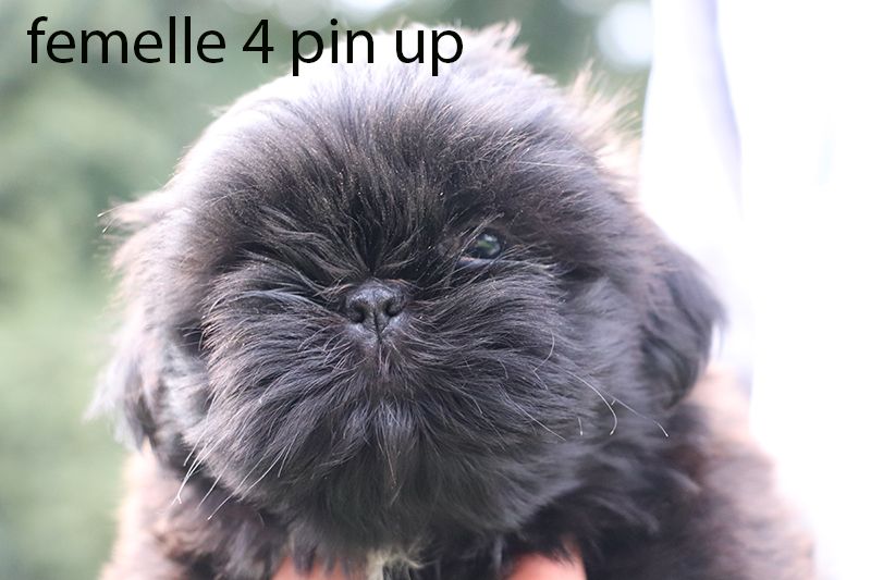 De la butte de Goliath - Chiot disponible  - Shih Tzu