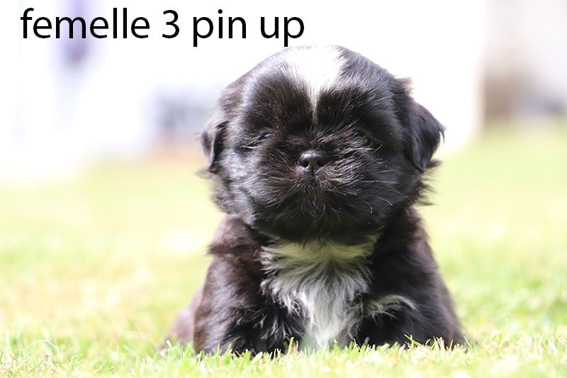 chiot Shih Tzu De la butte de Goliath