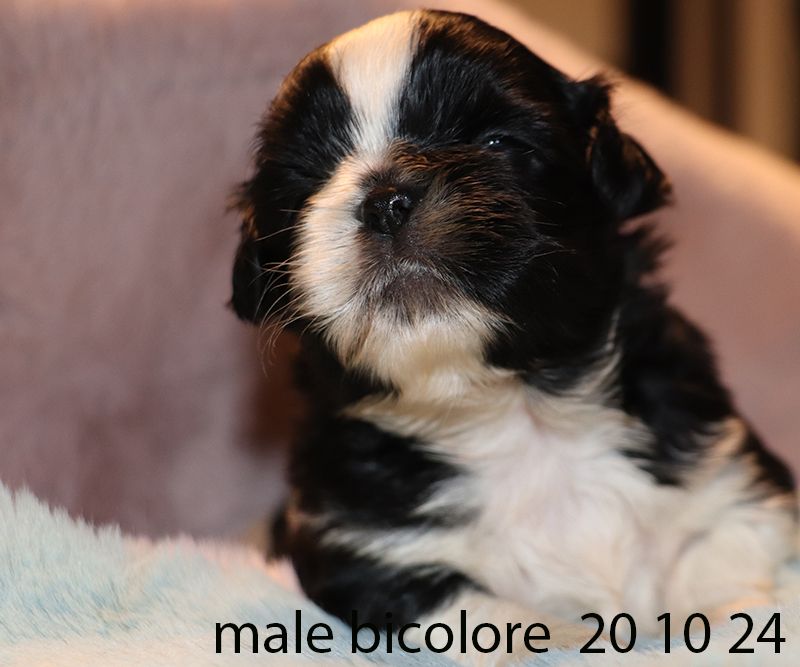 De la butte de Goliath - Chiot disponible  - Shih Tzu