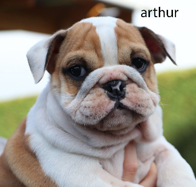 ARTHUR