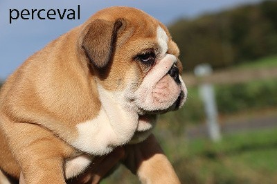 PERCEVAL