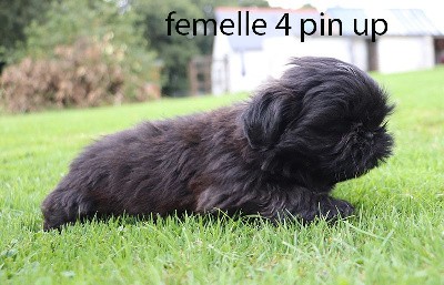 femelle noire 