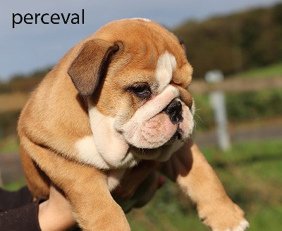 PERCEVAL