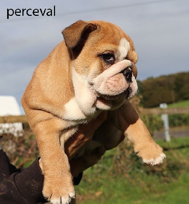 PERCEVAL