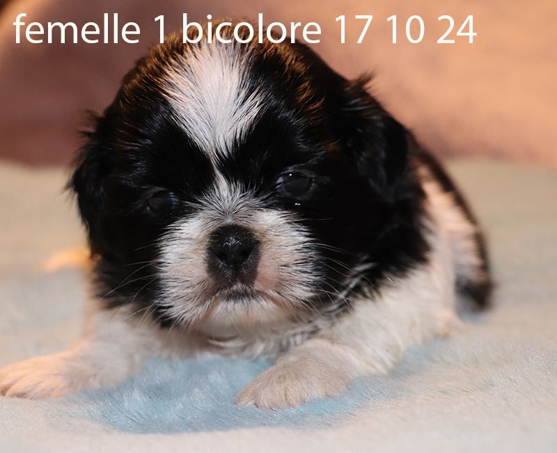 De la butte de Goliath - Chiot disponible  - Shih Tzu