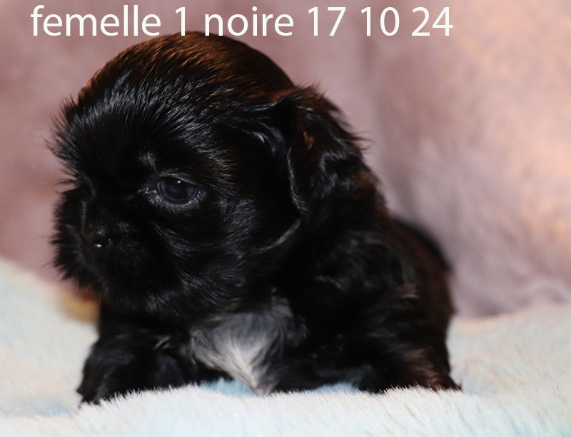 De la butte de Goliath - Chiot disponible  - Shih Tzu