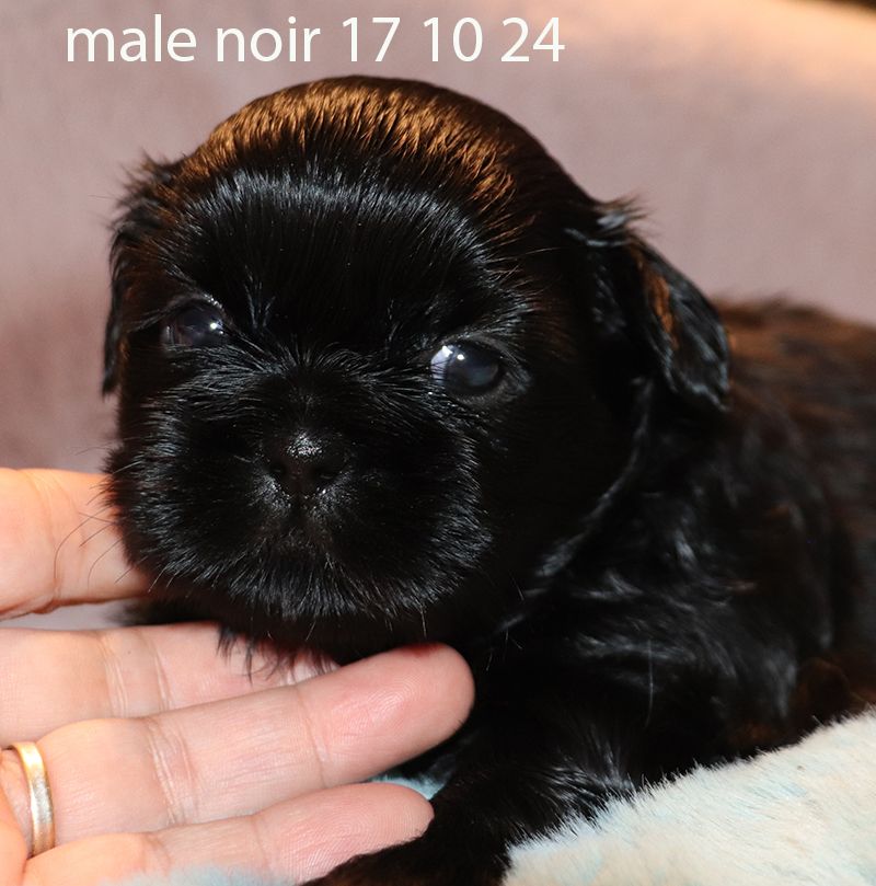 De la butte de Goliath - Chiot disponible  - Shih Tzu