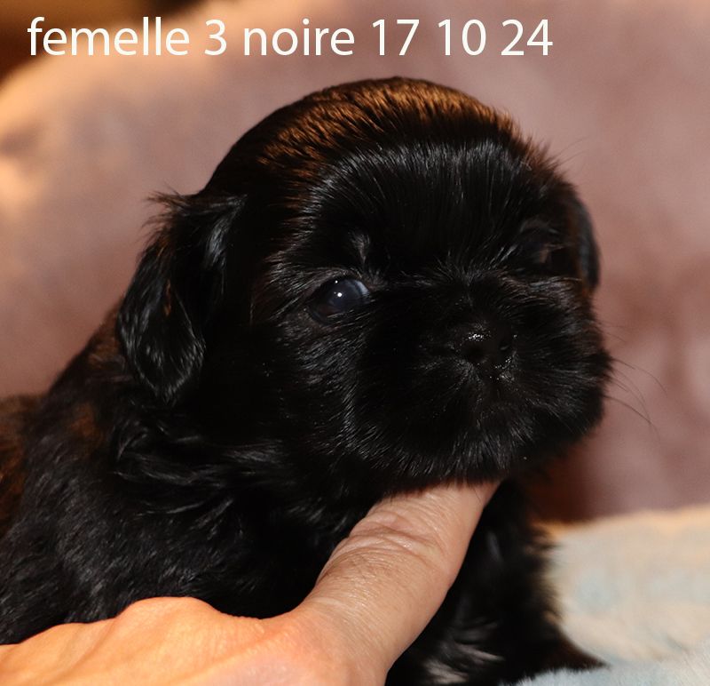 De la butte de Goliath - Chiot disponible  - Shih Tzu