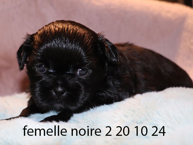 De la butte de Goliath - Chiot disponible  - Shih Tzu