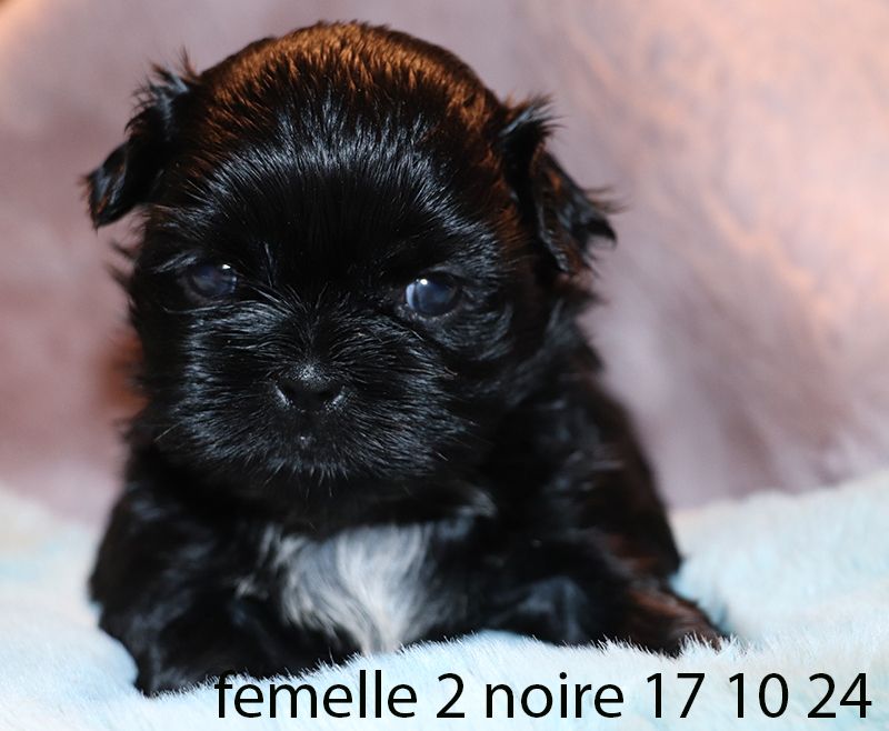 De la butte de Goliath - Chiot disponible  - Shih Tzu