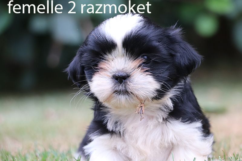 chiot Shih Tzu De la butte de Goliath