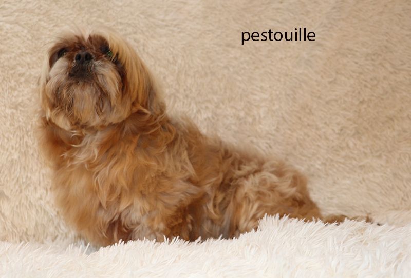 Pestouille De la butte de Goliath