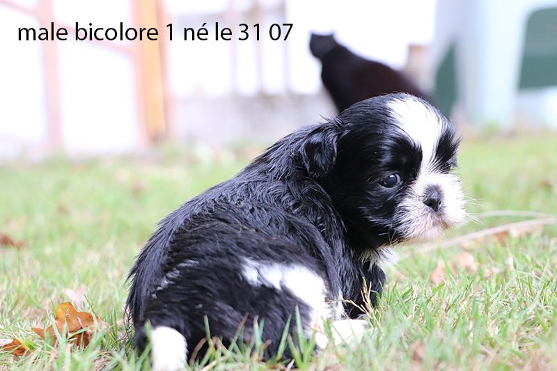 De la butte de Goliath - Chiots disponibles - Shih Tzu