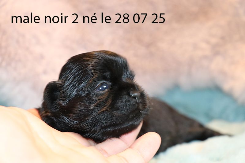 Chiot Shih Tzu De la butte de Goliath