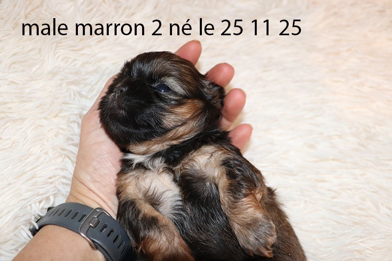 De la butte de Goliath - Chiots disponibles - Shih Tzu