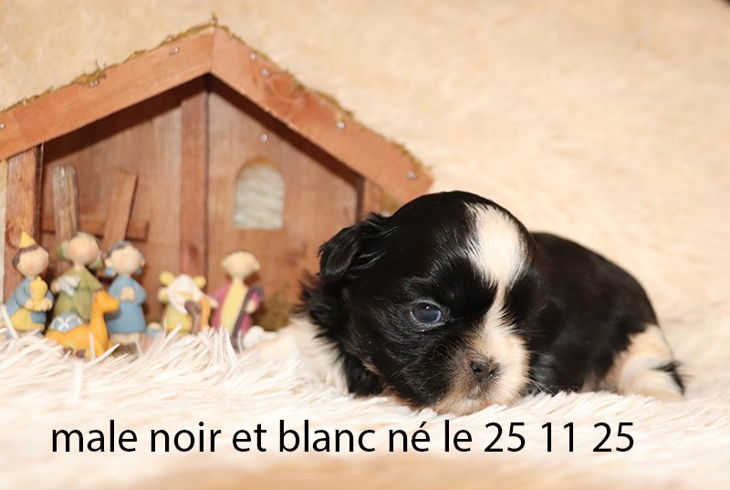 De la butte de Goliath - Chiots disponibles - Shih Tzu