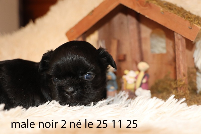 De la butte de Goliath - Chiots disponibles - Shih Tzu