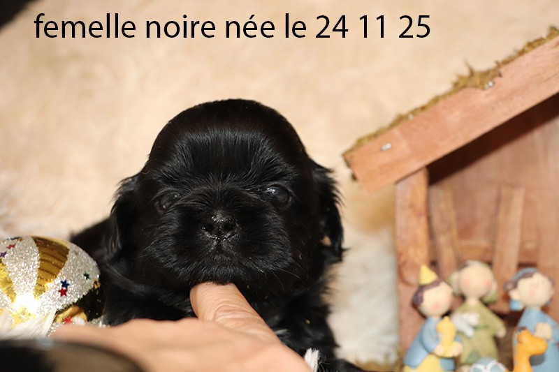 De la butte de Goliath - Chiots disponibles - Shih Tzu