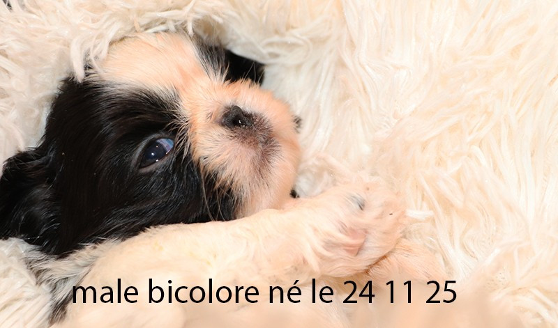De la butte de Goliath - Chiots disponibles - Shih Tzu