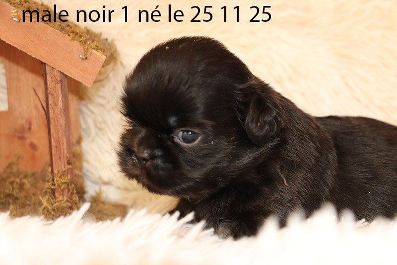 De la butte de Goliath - Chiots disponibles - Shih Tzu