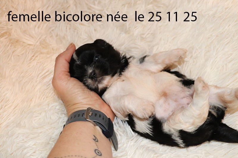 Chiot Shih Tzu De la butte de Goliath
