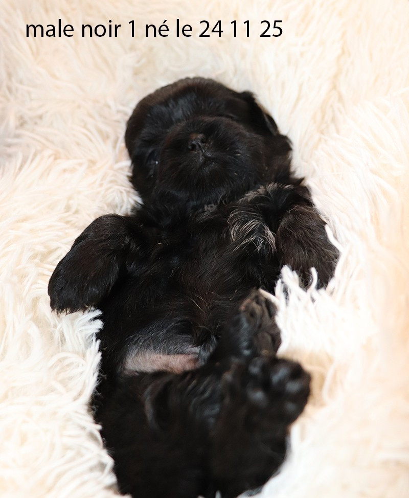 Chiot Shih Tzu De la butte de Goliath