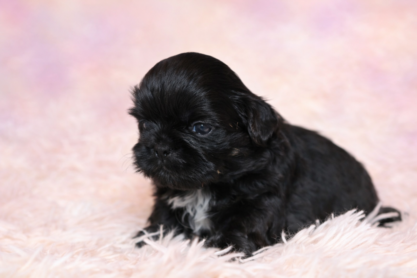 De la butte de Goliath - Chiots disponibles - Shih Tzu