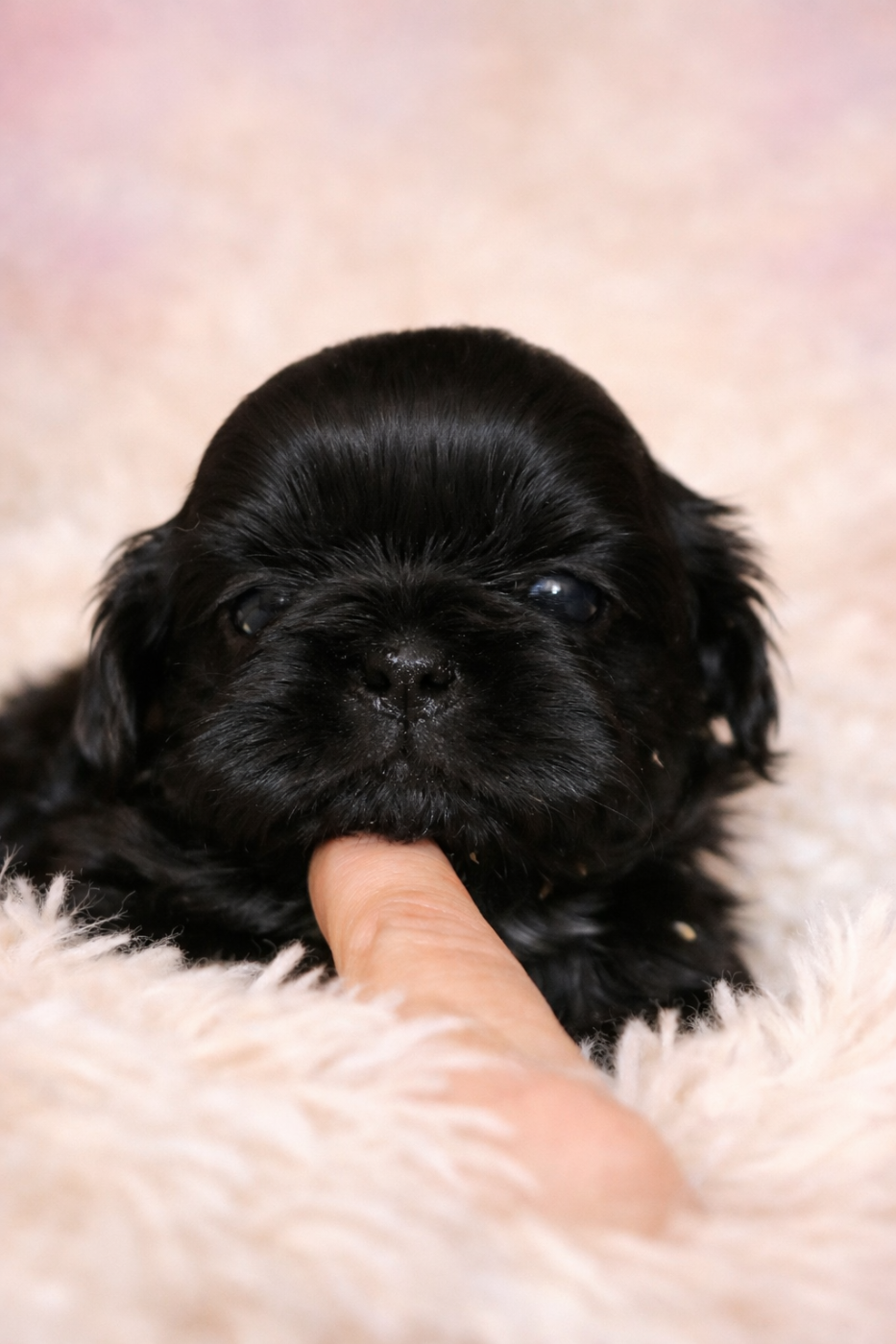 De la butte de Goliath - Chiots disponibles - Shih Tzu