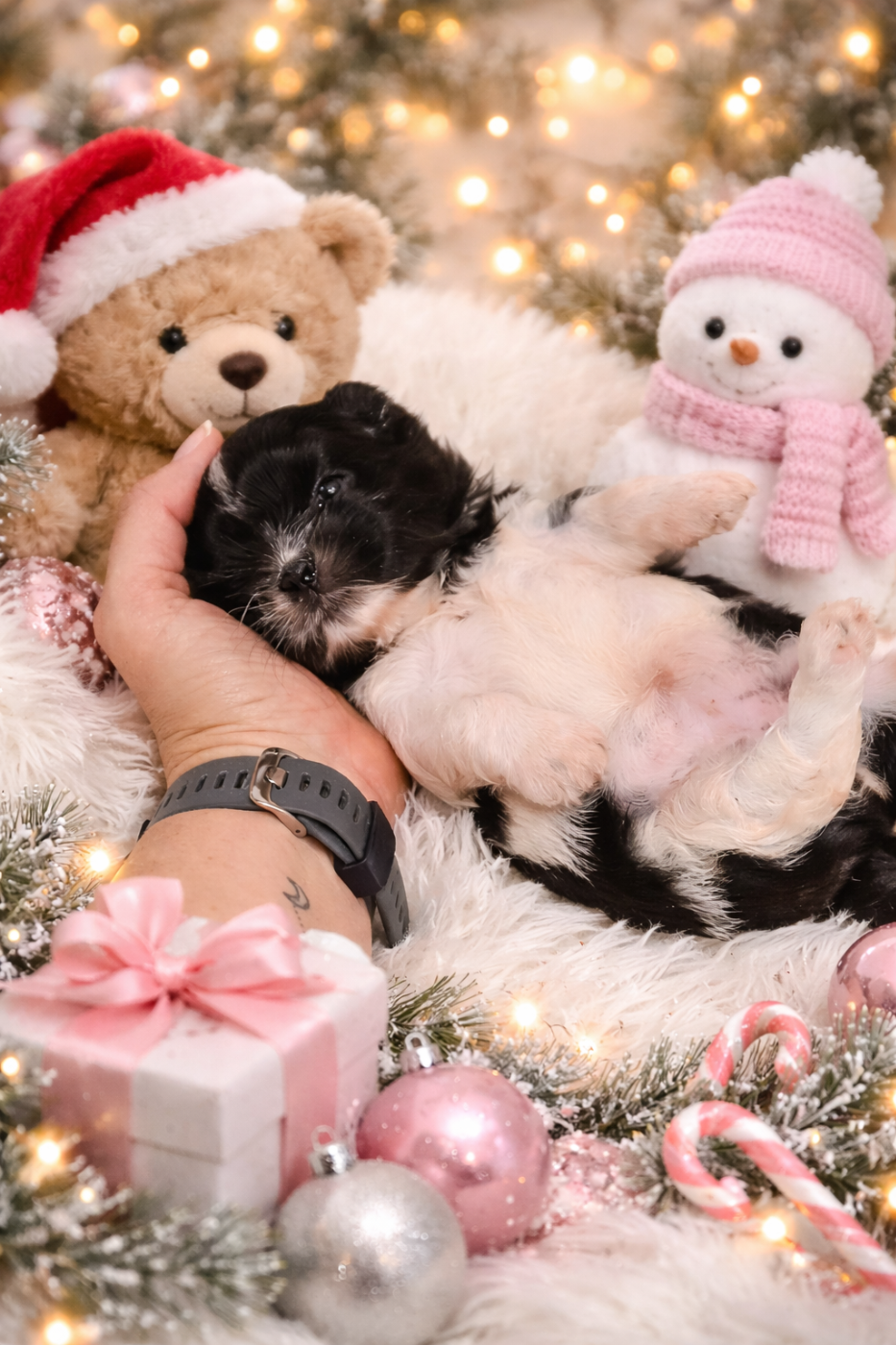 De la butte de Goliath - Chiots disponibles - Shih Tzu