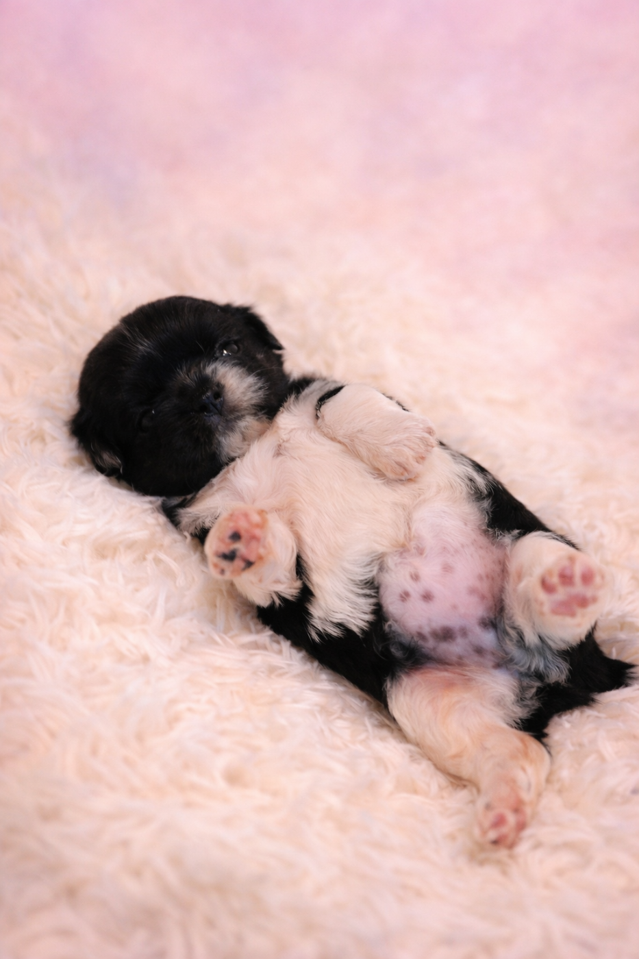 De la butte de Goliath - Chiots disponibles - Shih Tzu