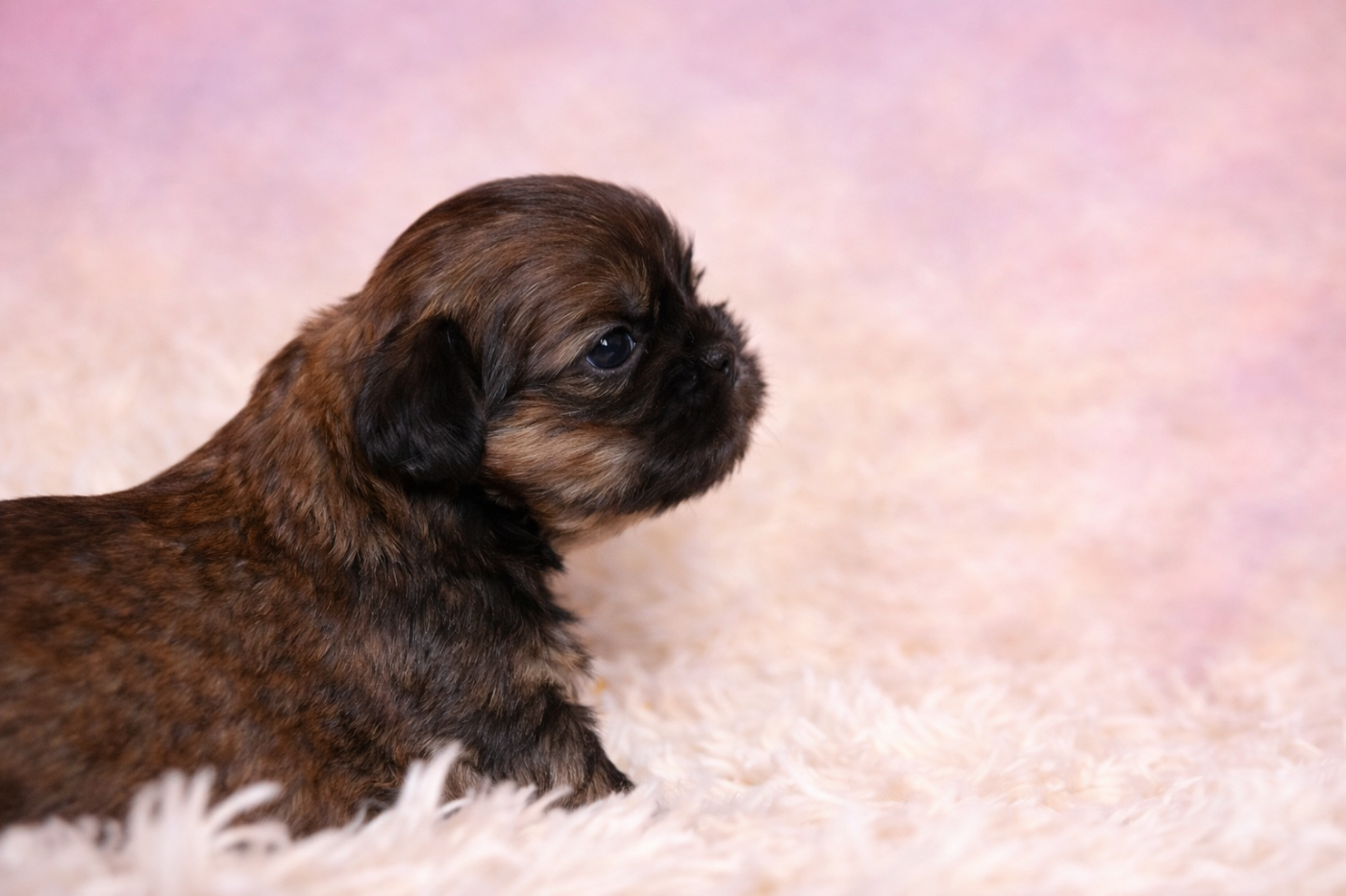 De la butte de Goliath - Chiots disponibles - Shih Tzu