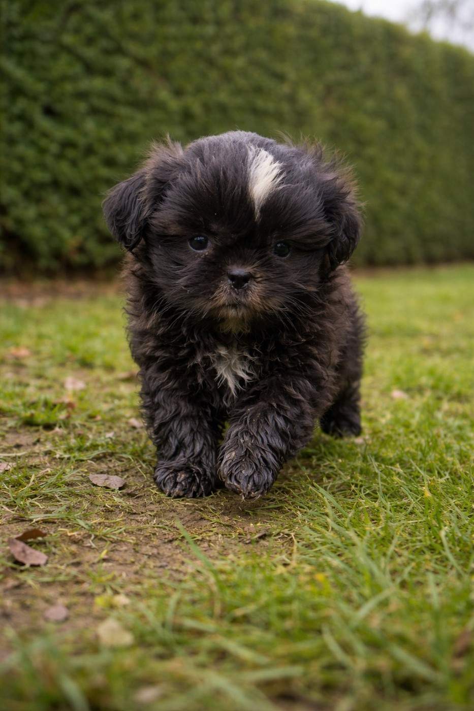 De la butte de Goliath - Chiots disponibles - Shih Tzu