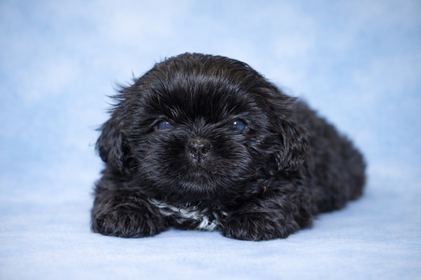 De la butte de Goliath - Chiots disponibles - Shih Tzu