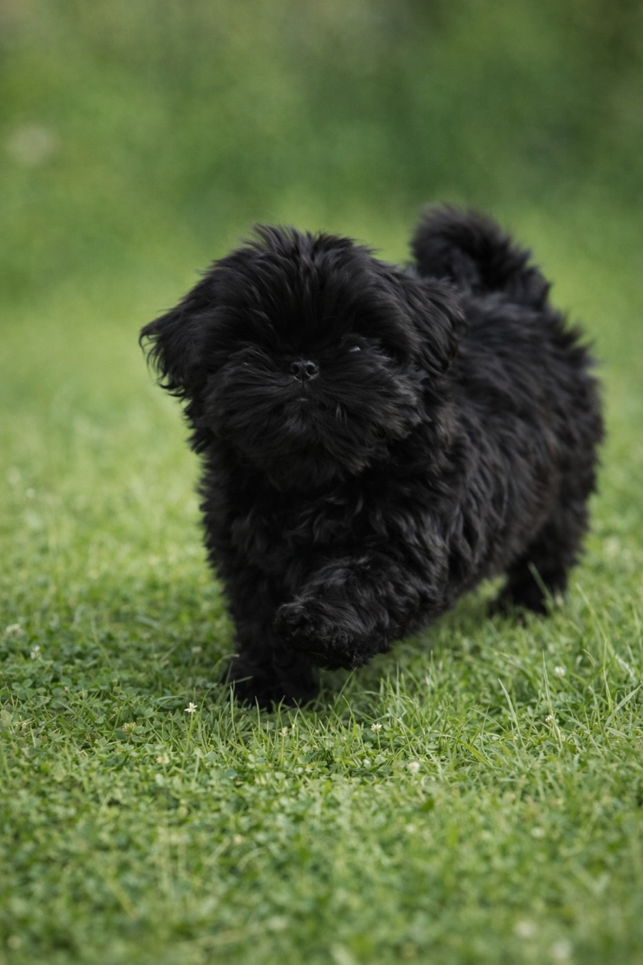 De la butte de Goliath - Chiots disponibles - Shih Tzu
