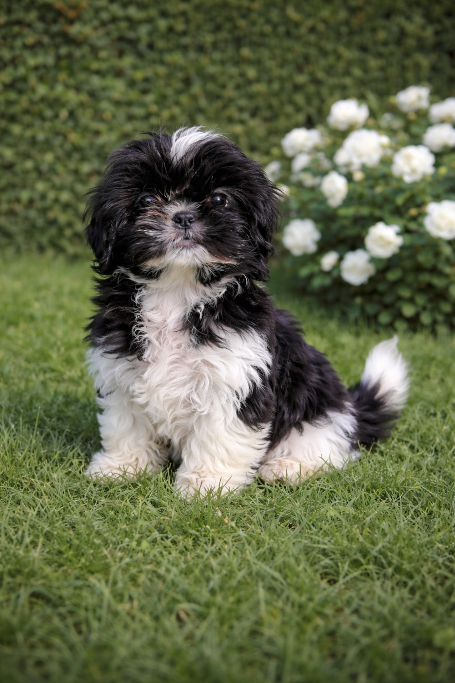 De la butte de Goliath - Chiots disponibles - Shih Tzu