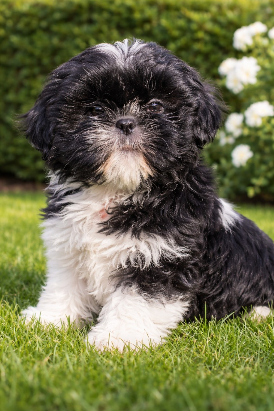 De la butte de Goliath - Chiots disponibles - Shih Tzu