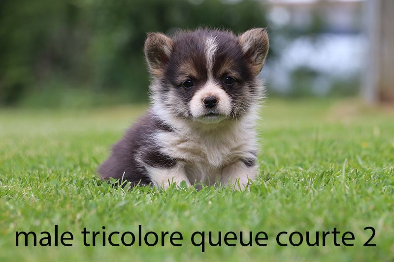 De la butte de Goliath - Chiots disponibles - Welsh Corgi Pembroke